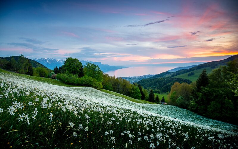 Flower field at sunset