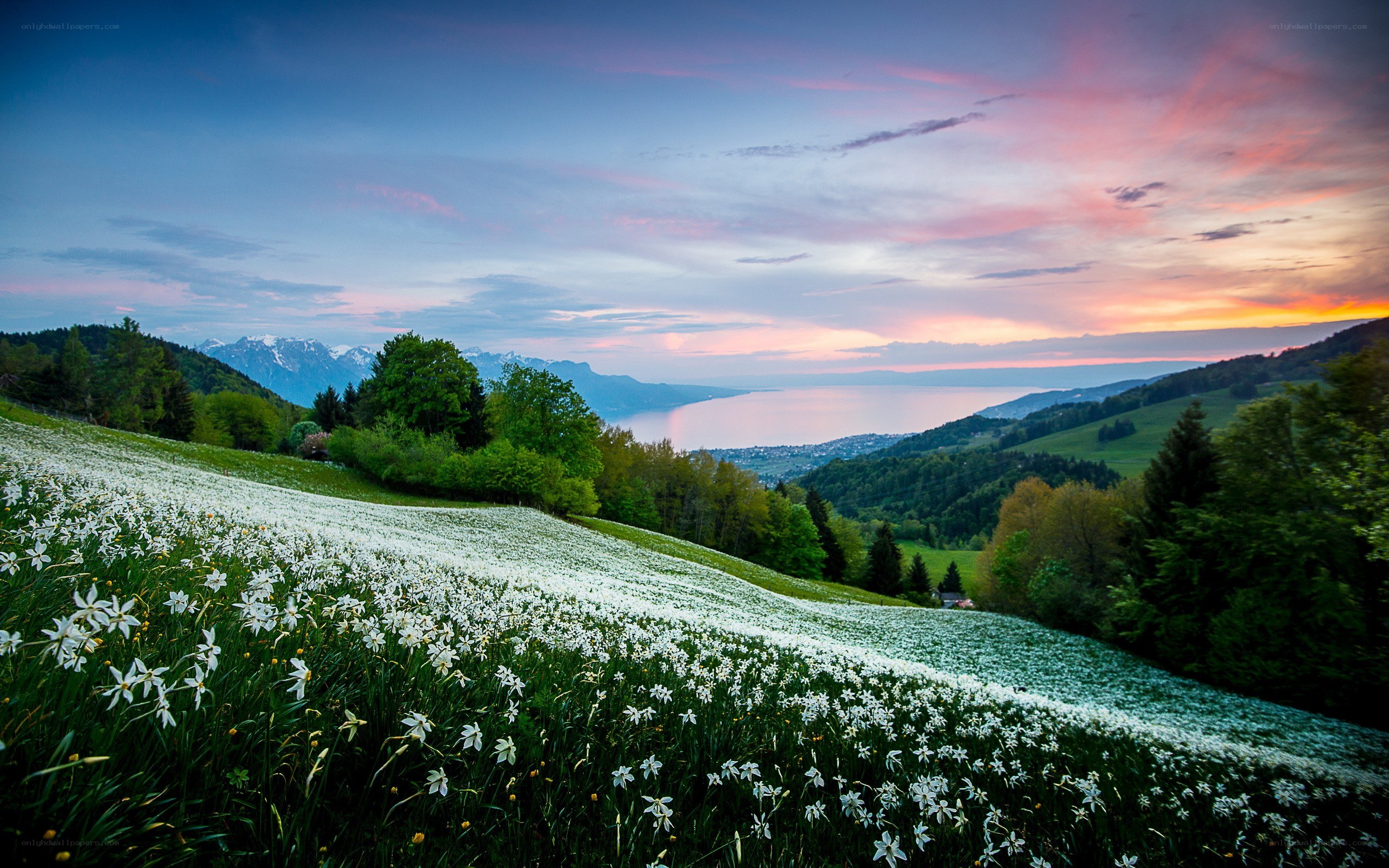 Flower field at sunset