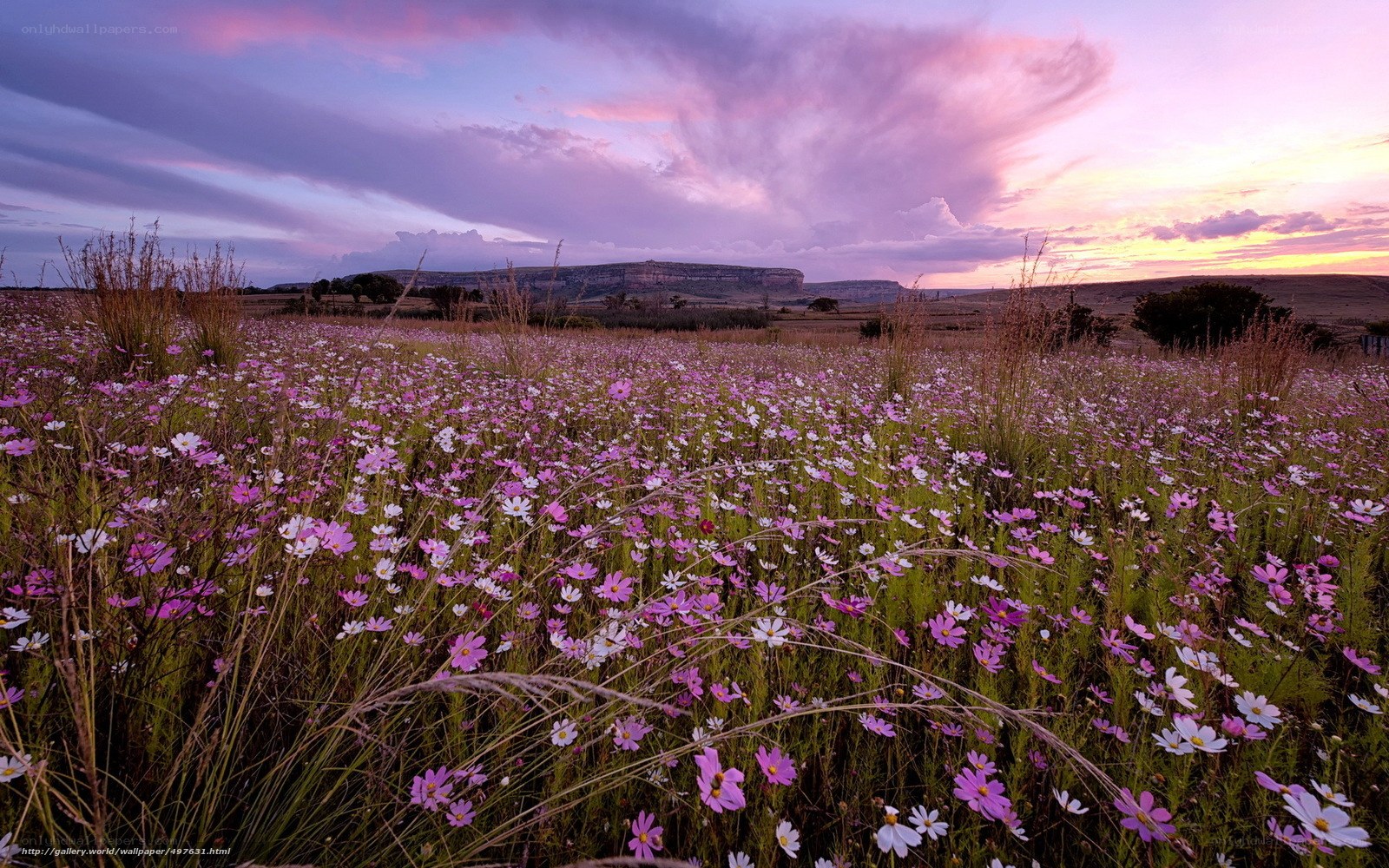 Flower field at sunset