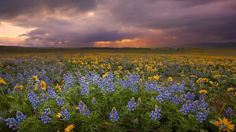 Flower field at sunset