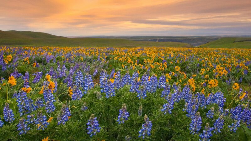 Flower field at sunset