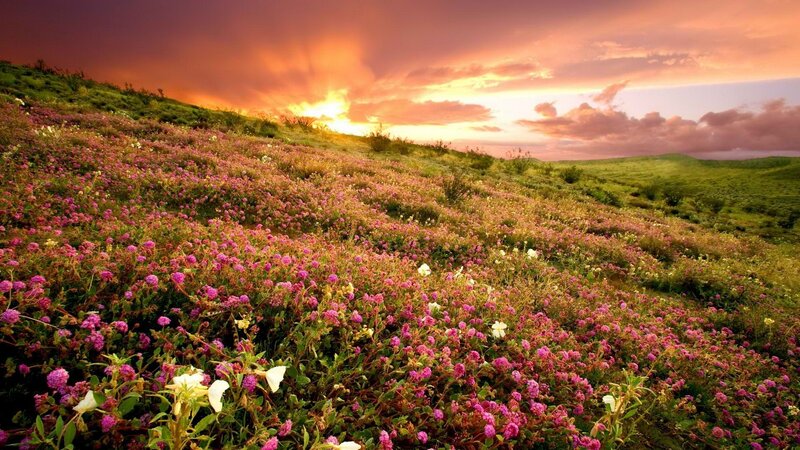 Flower field at sunset