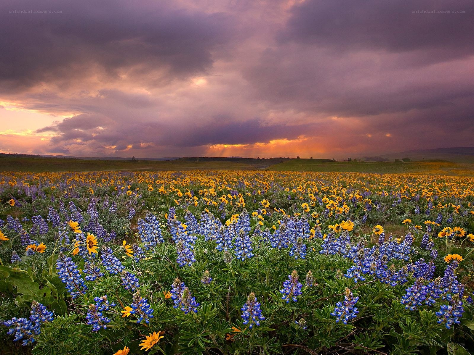 Flower field at sunset