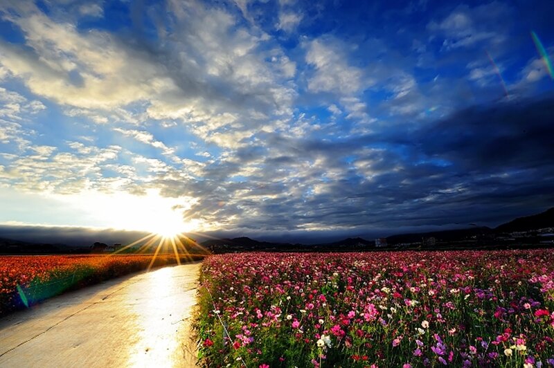 Flower Field at Sunset — Blue