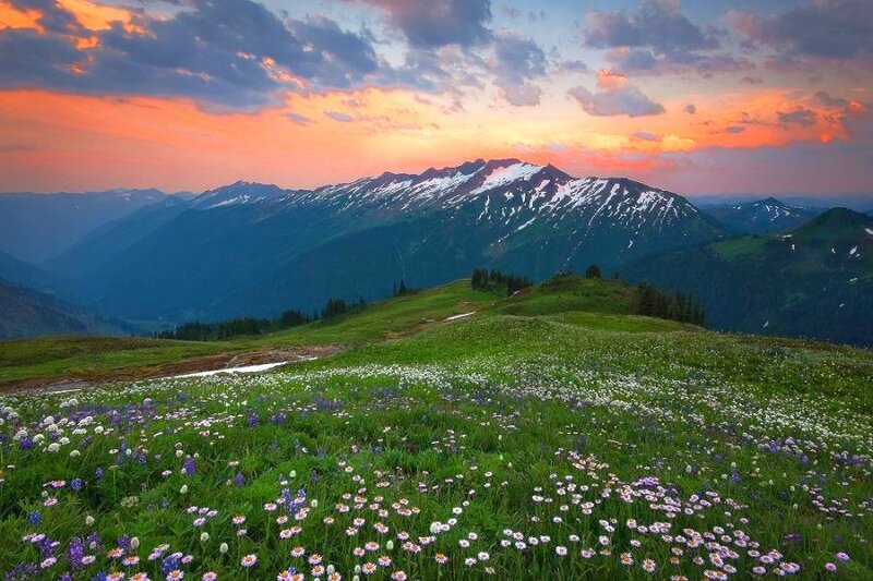Flower field at sunset in mountains