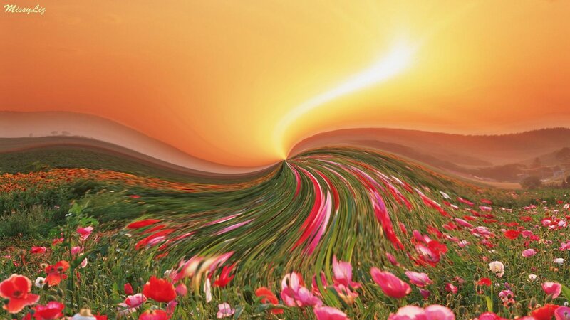 Flower Field at Sunset — Orange