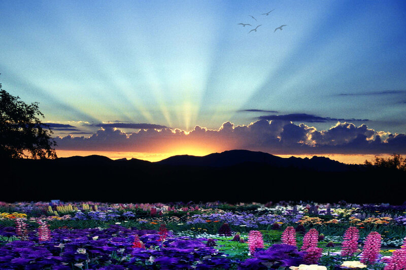 Flower Field at Sunset — Purple, Serene