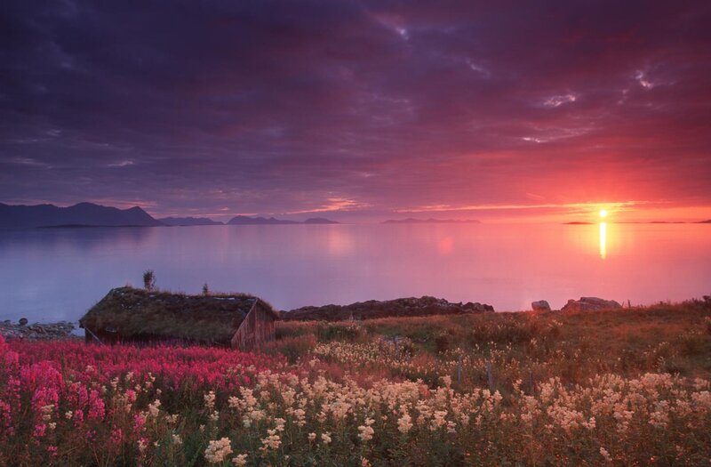 Flower Field at Sunset — Purple