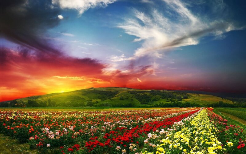 Flower Field at Sunset — Red, Dramatic, Photograph, Flowers, Hills