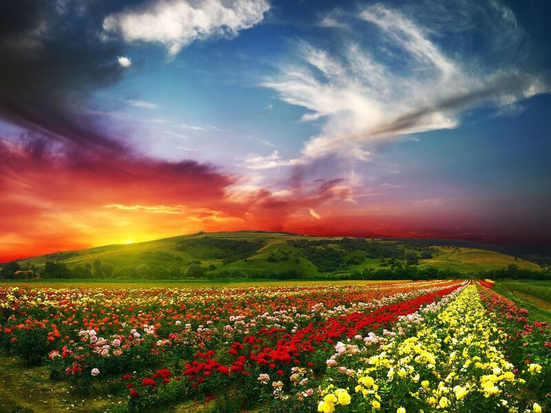 Flower Field at Sunset — Red, Dramatic, Photograph, Flowers