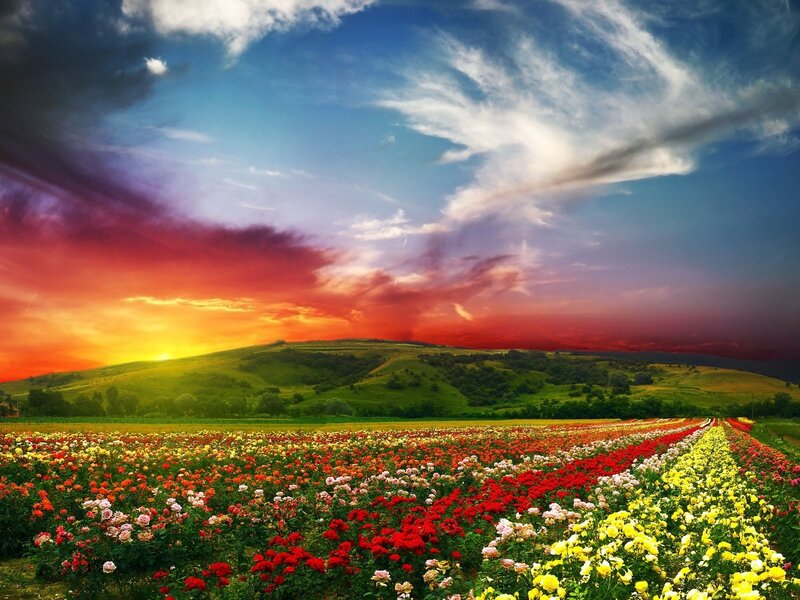 Flower Field at Sunset — Red, Dramatic, Photograph, Hills, Sky, Clouds, Flowers