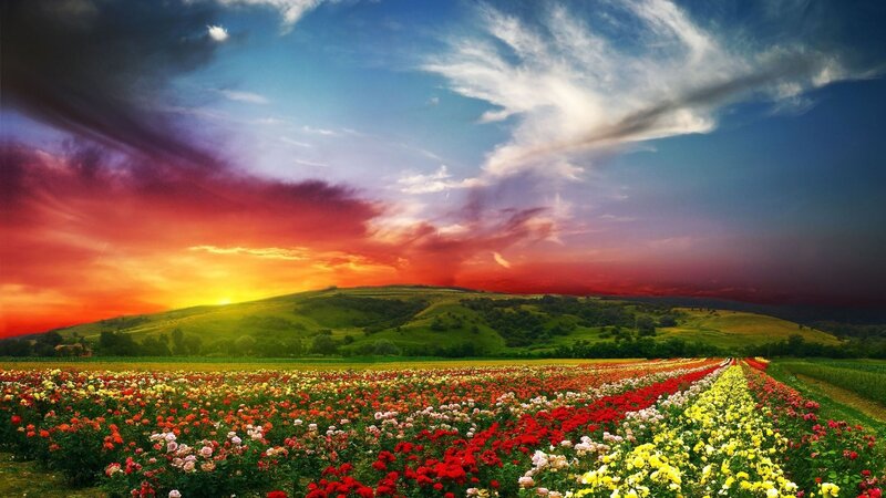 Flower Field at Sunset — Red, Dramatic, Photograph, Hills, Sky, Clouds, Sun