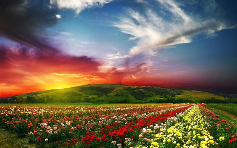 Flower Field at Sunset — Red, Dramatic, Photograph, Hills, Sky, Clouds