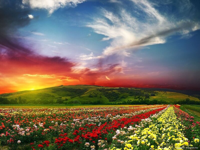 Flower Field at Sunset — Red, Dramatic, Photograph, Hills, Sky