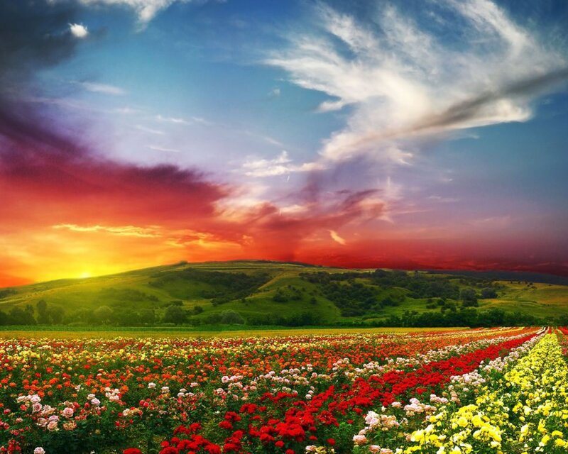 Flower Field at Sunset — Red, Dramatic, Photograph, Hills