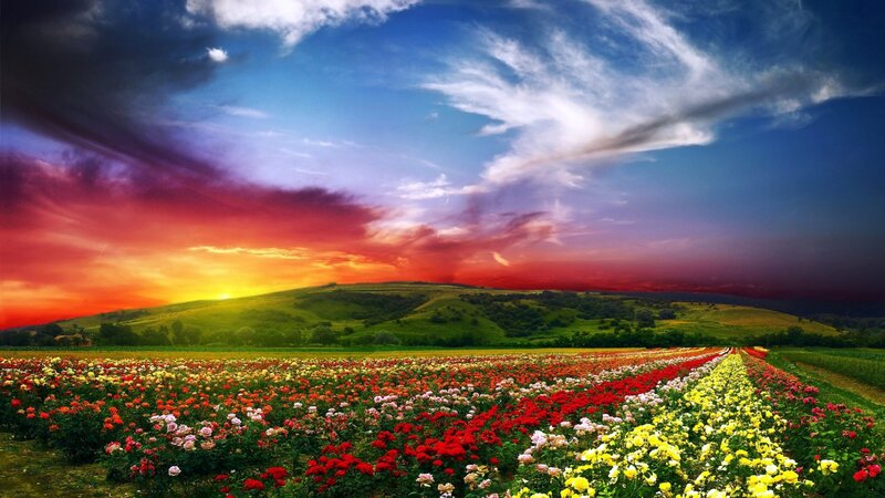 Flower Field at Sunset — Red, Dramatic, Photograph, Sky