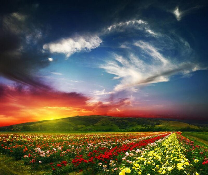 Flower Field at Sunset — Red, Dramatic