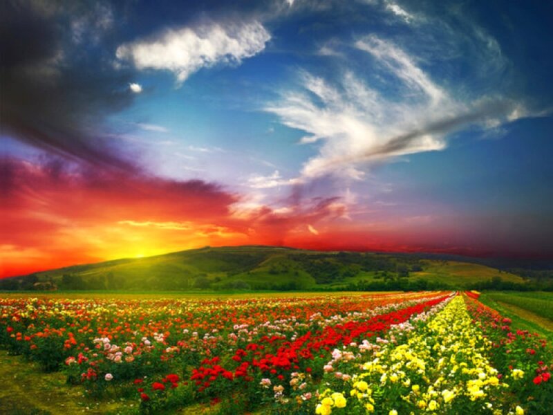 Flower Field at Sunset — Red