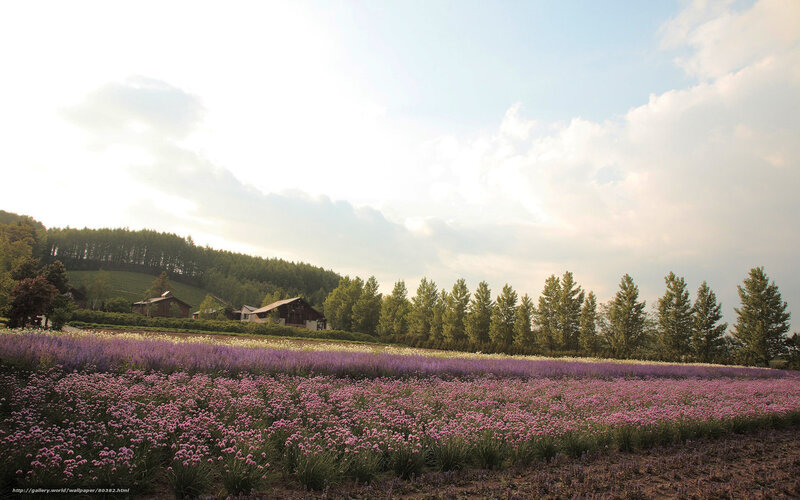 Flower field at sunset