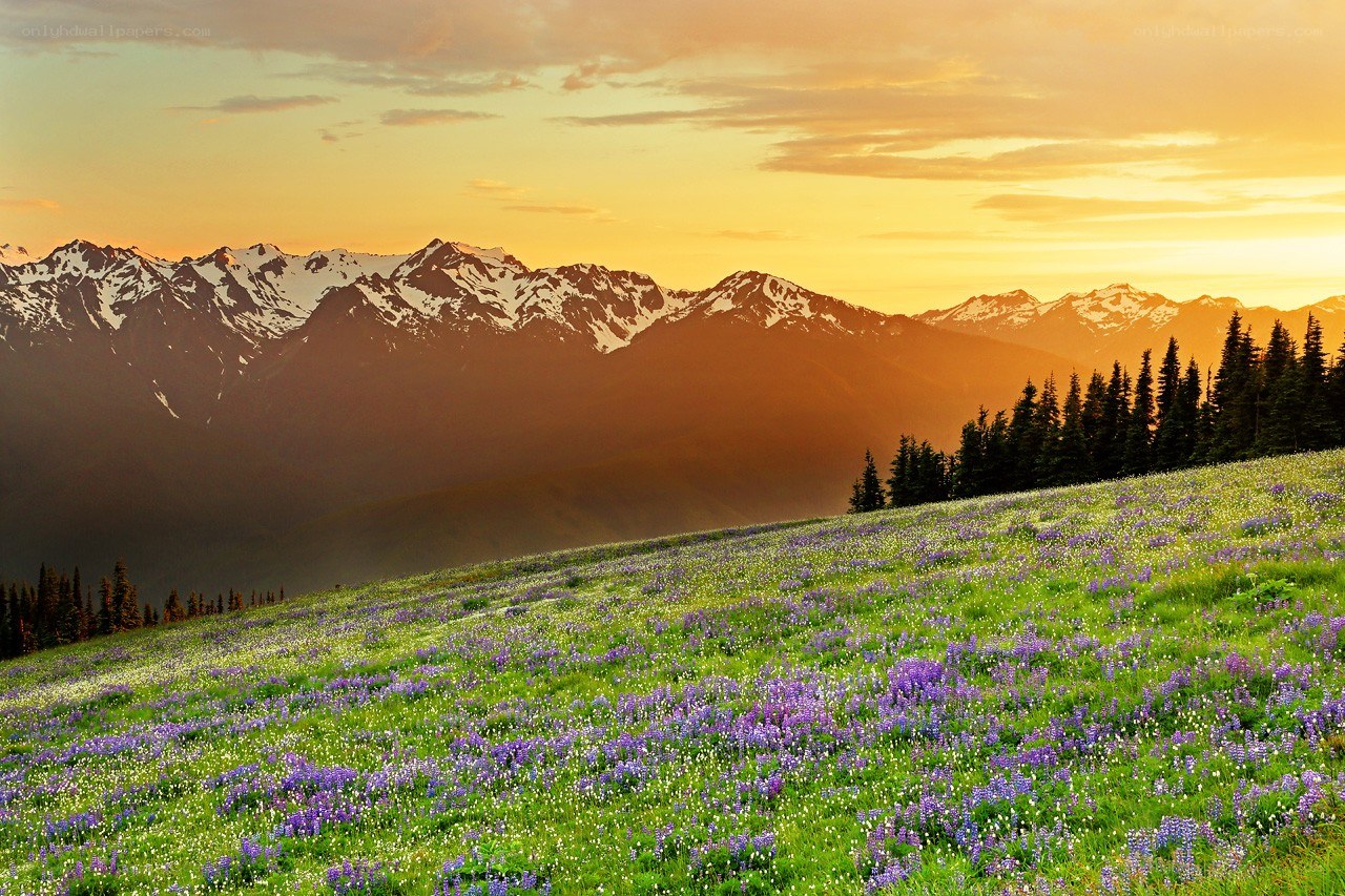 Flower field at sunset with mountains