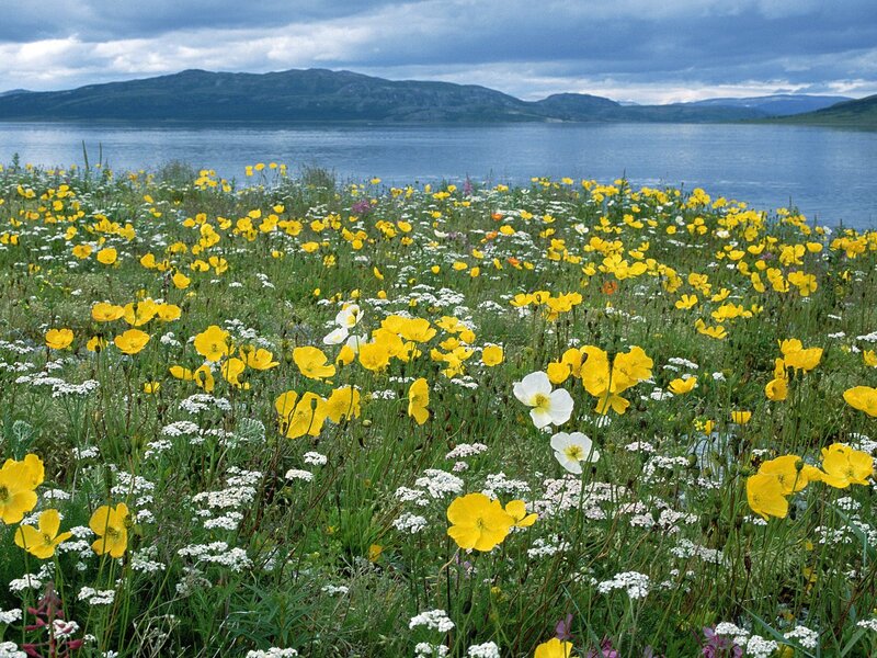 Flower field by a lake