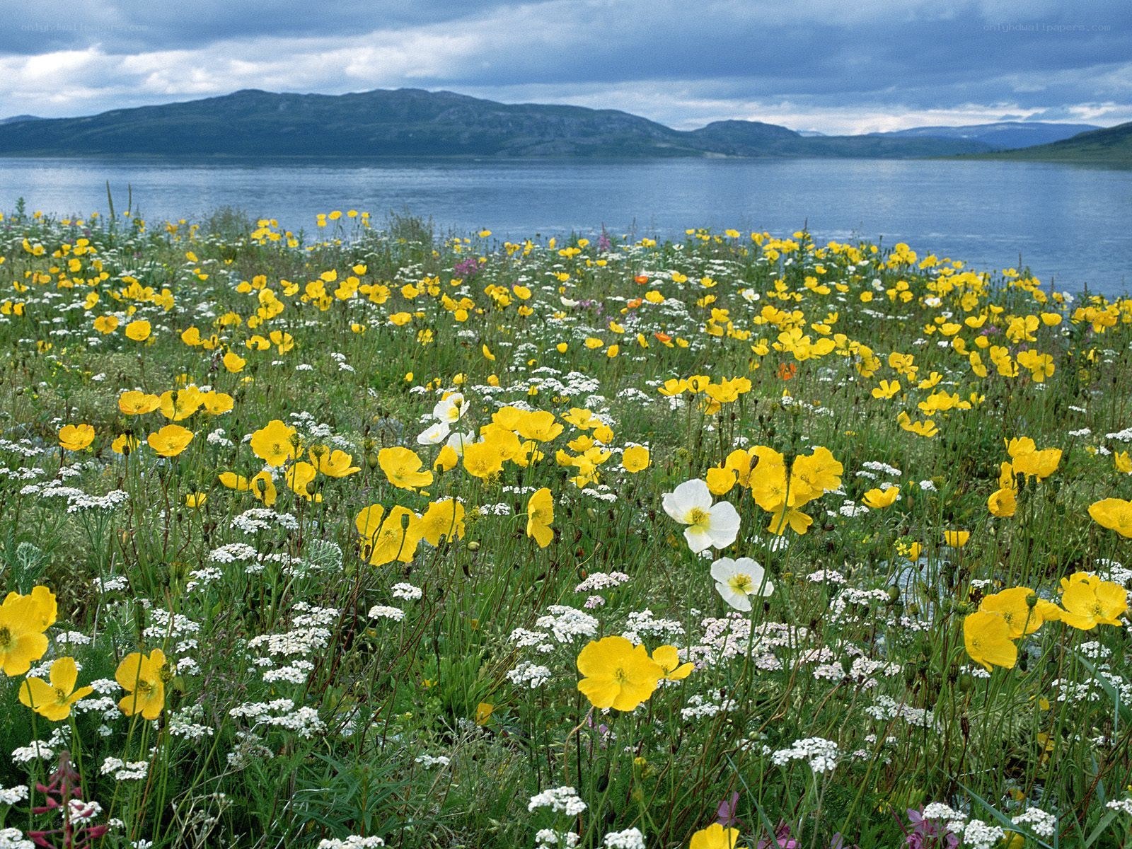 Flower field by a lake