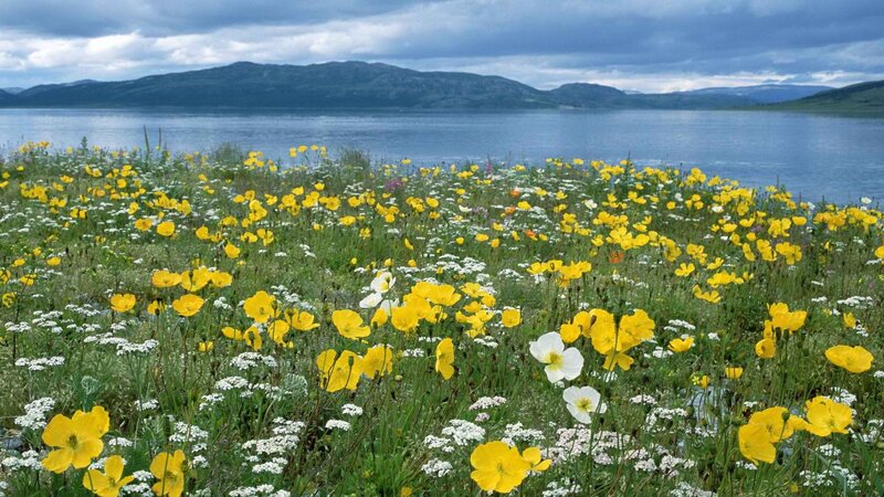 Flower field by a lake