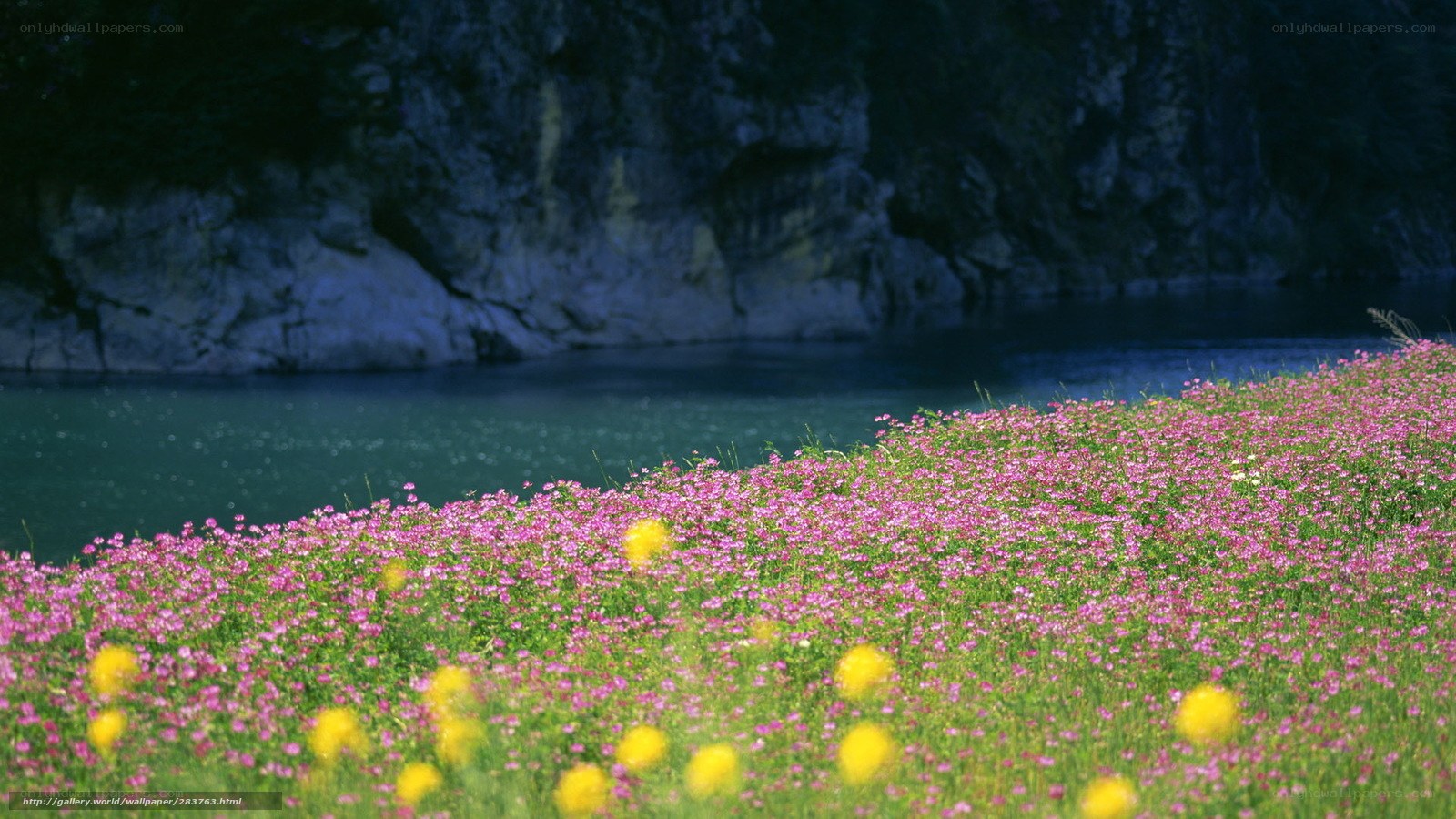 Flower field by the lake
