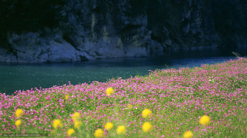 Flower field by the lake
