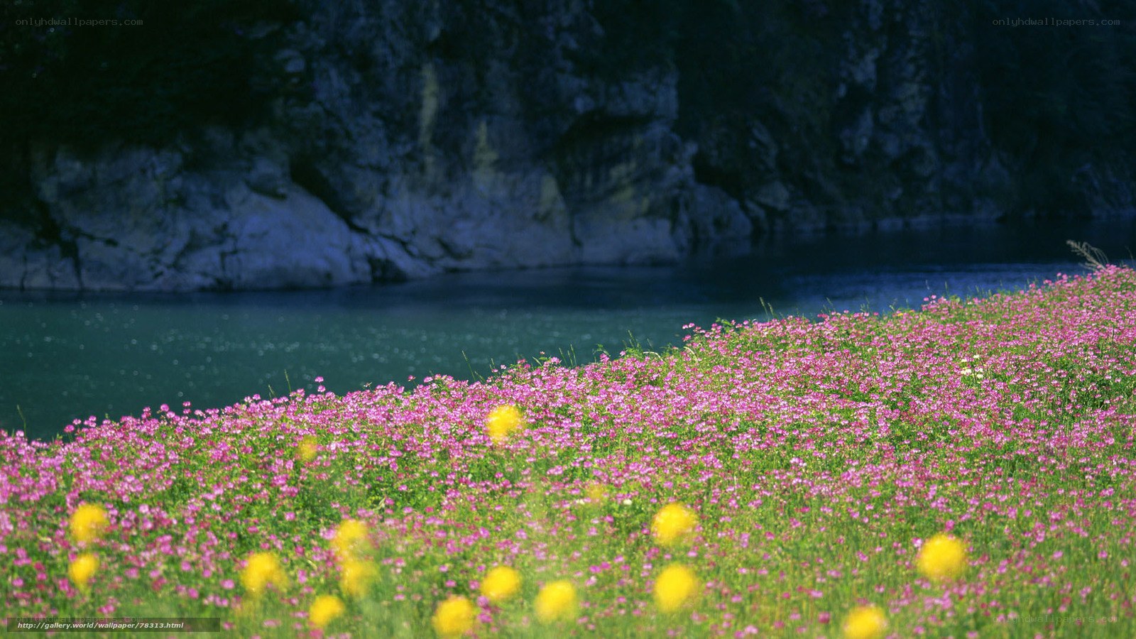 Flower field by the lake
