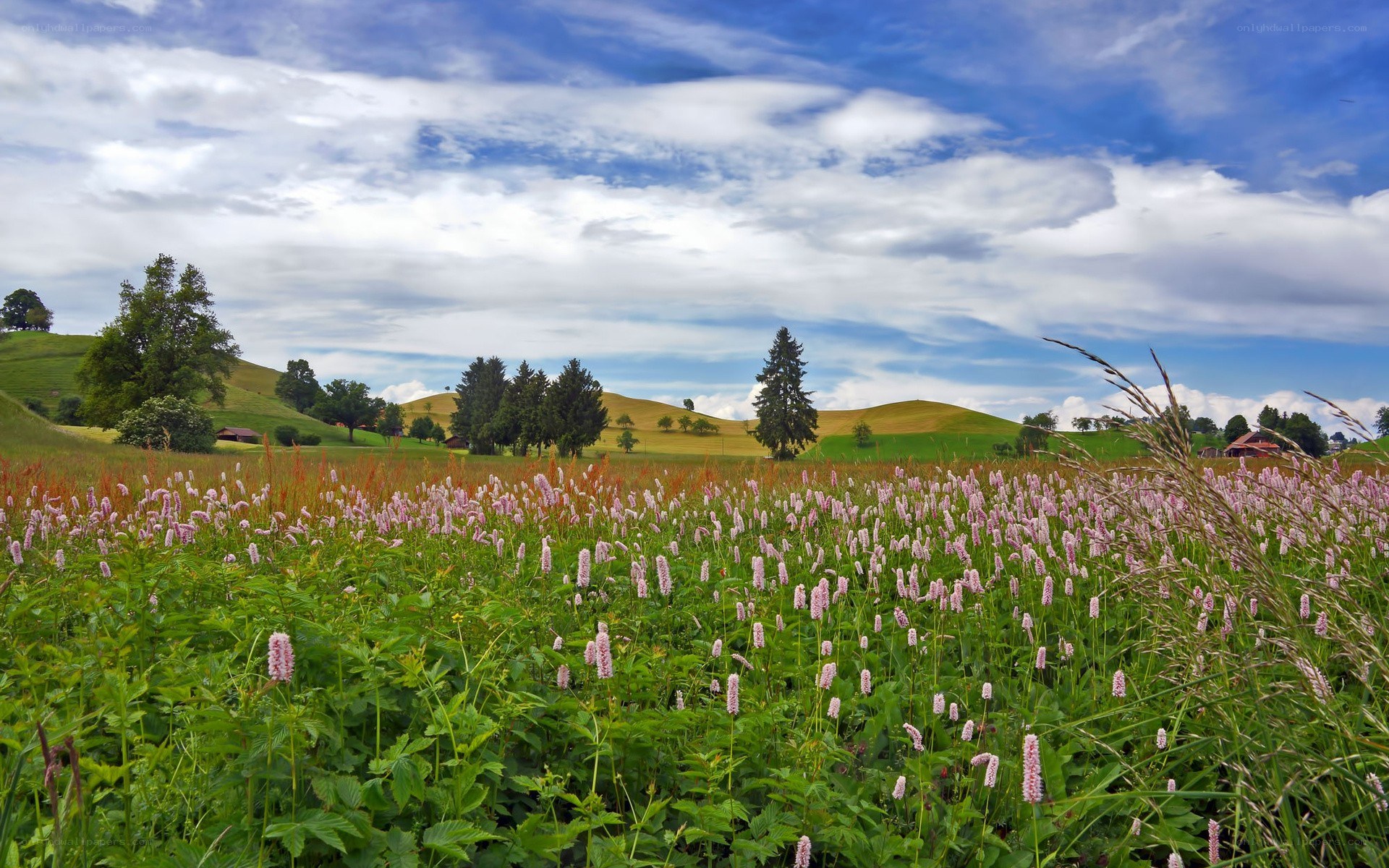 Flower field in a green valley
