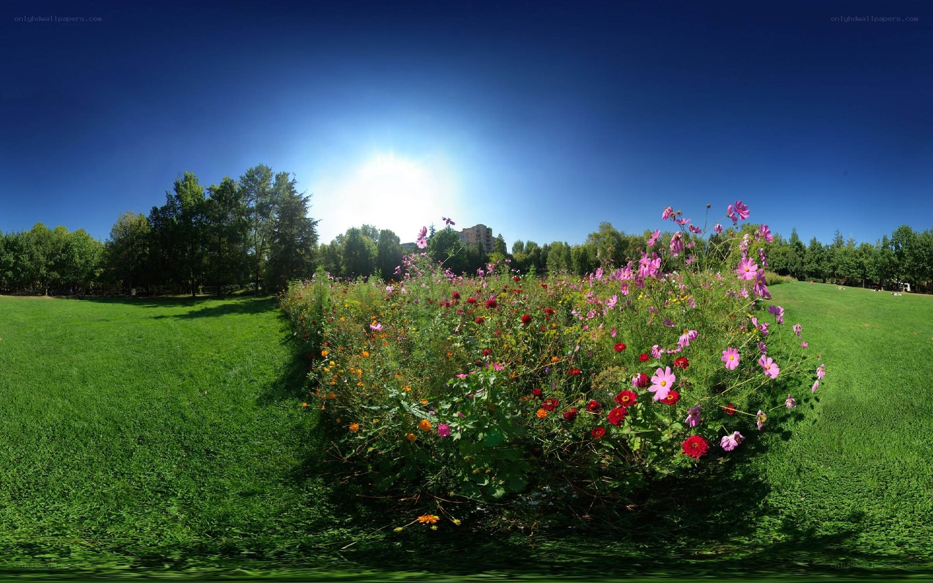 Flower field in a sunny park