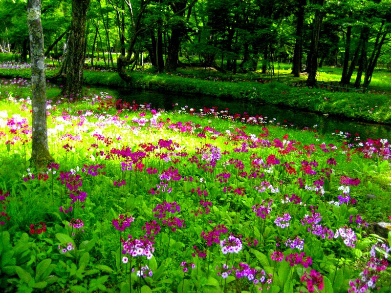 Flower Field in Forest