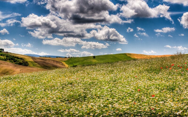 Flower Field in Hills