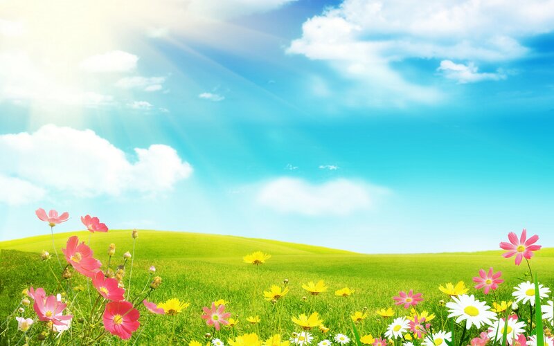 Flower Field in Meadow