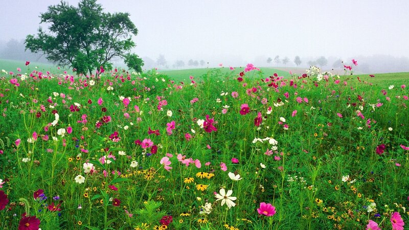 Flower field in misty morning