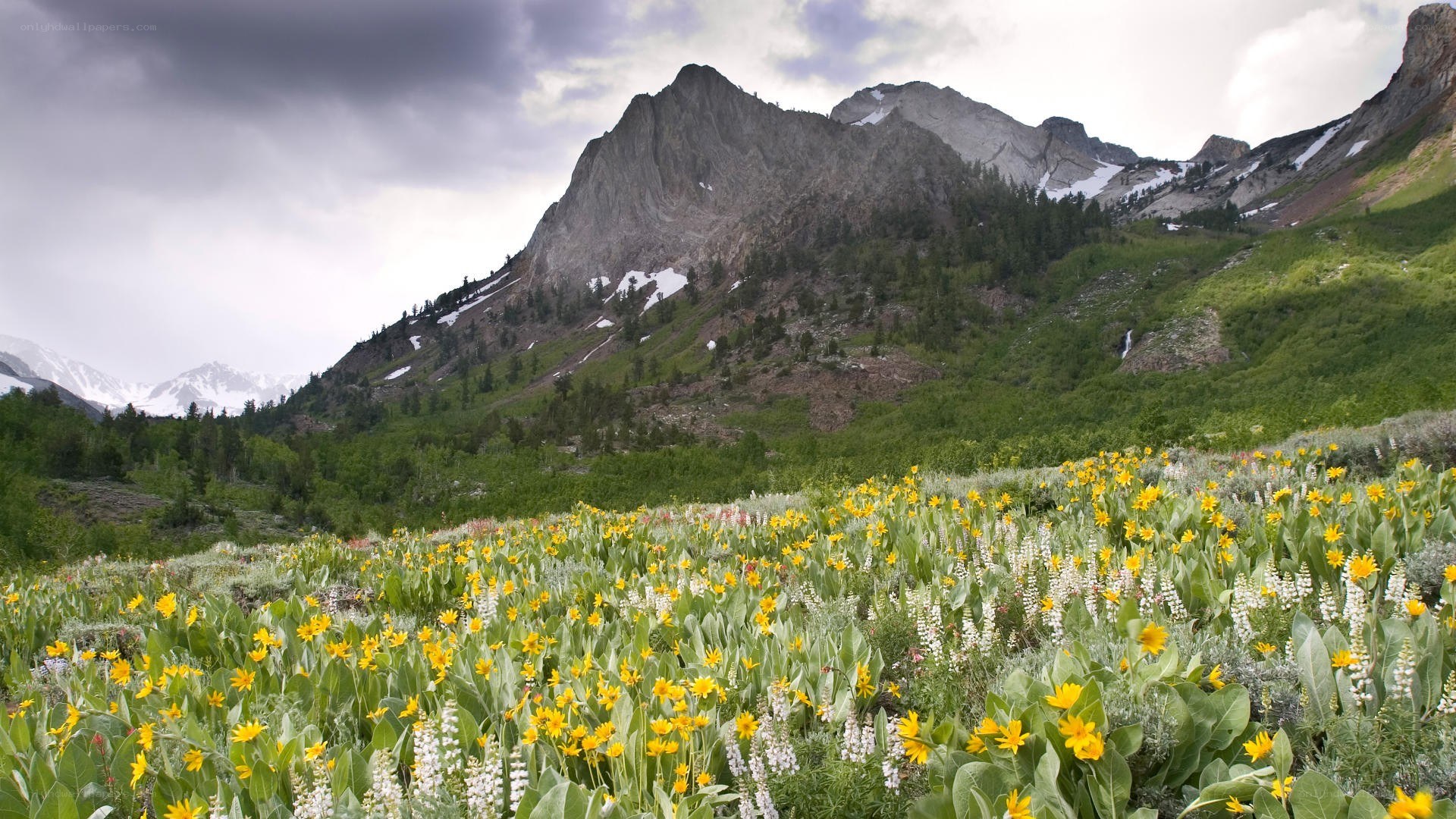 Flower field in mountain valley