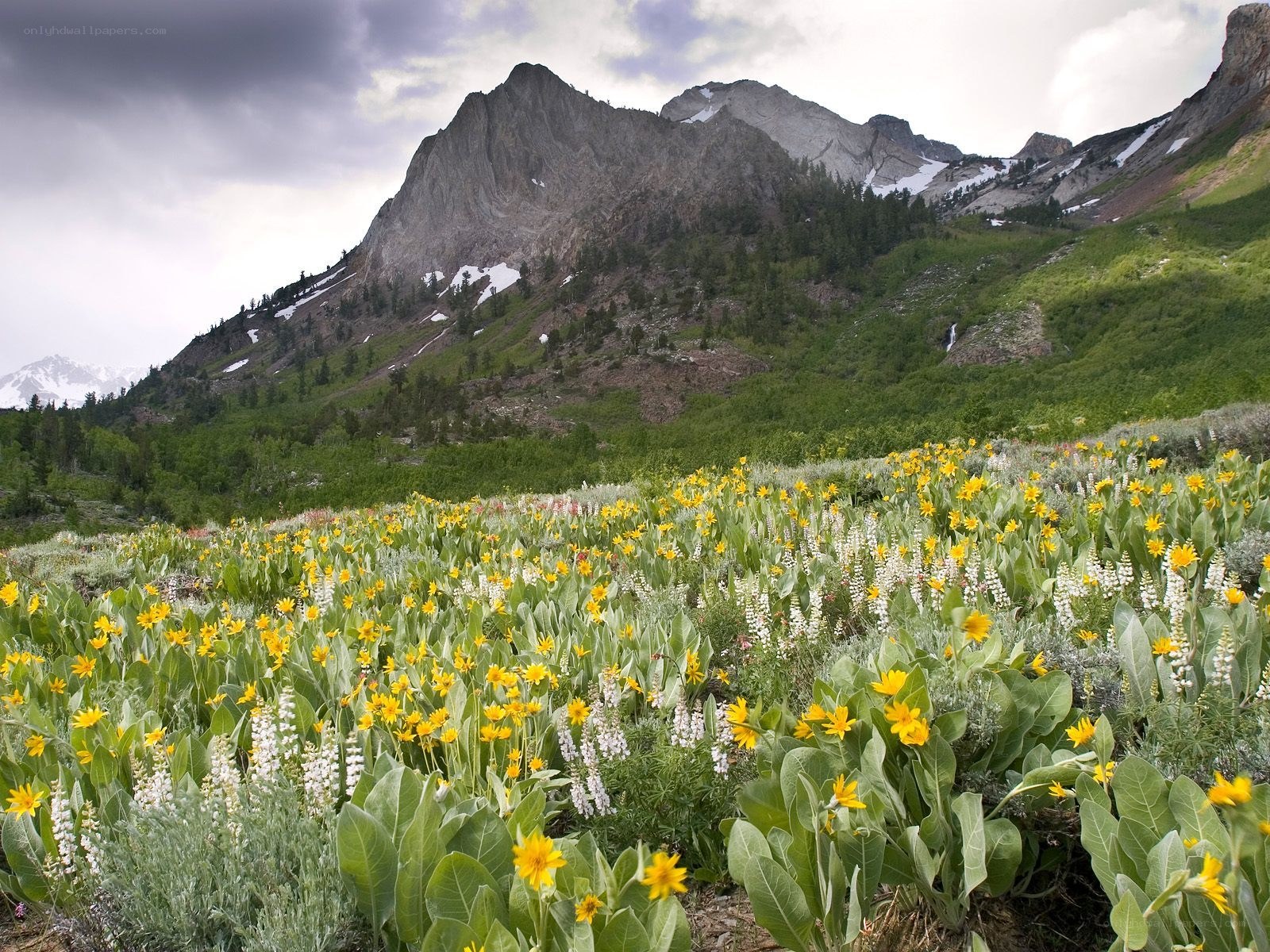 Flower field in mountain valley