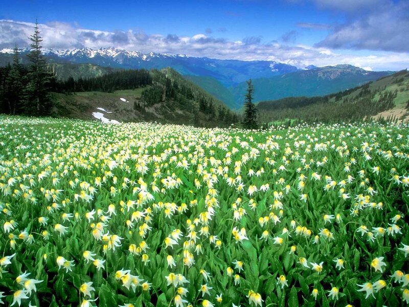 Flower field in mountain valley
