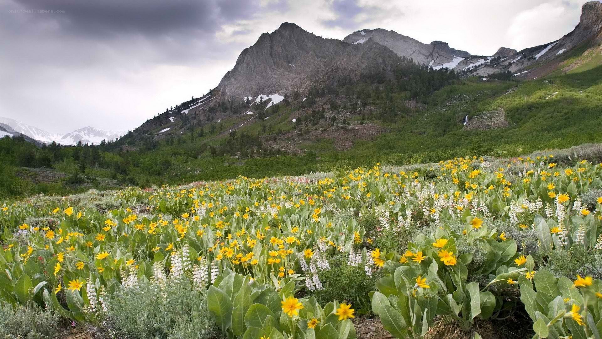 Flower field in mountain valley