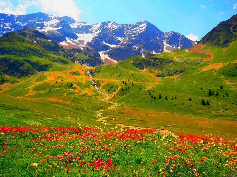Flower Field in Mountains — Green
