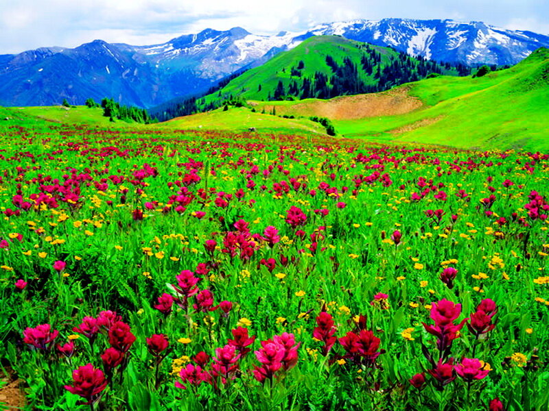 Flower Field in Mountains