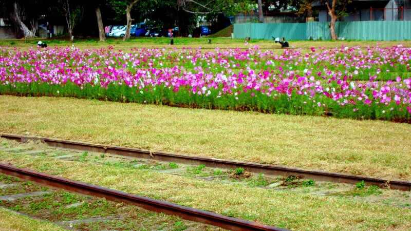 Flower Field Near Train Tracks
