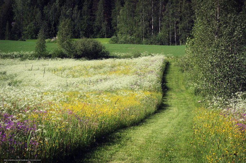 Flower field path in forest