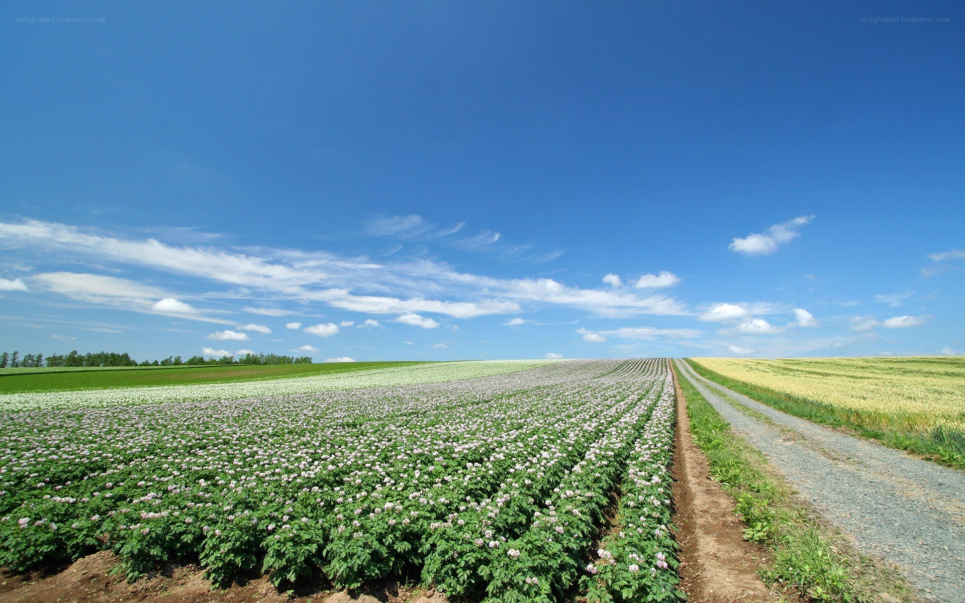 Flower field under blue sky