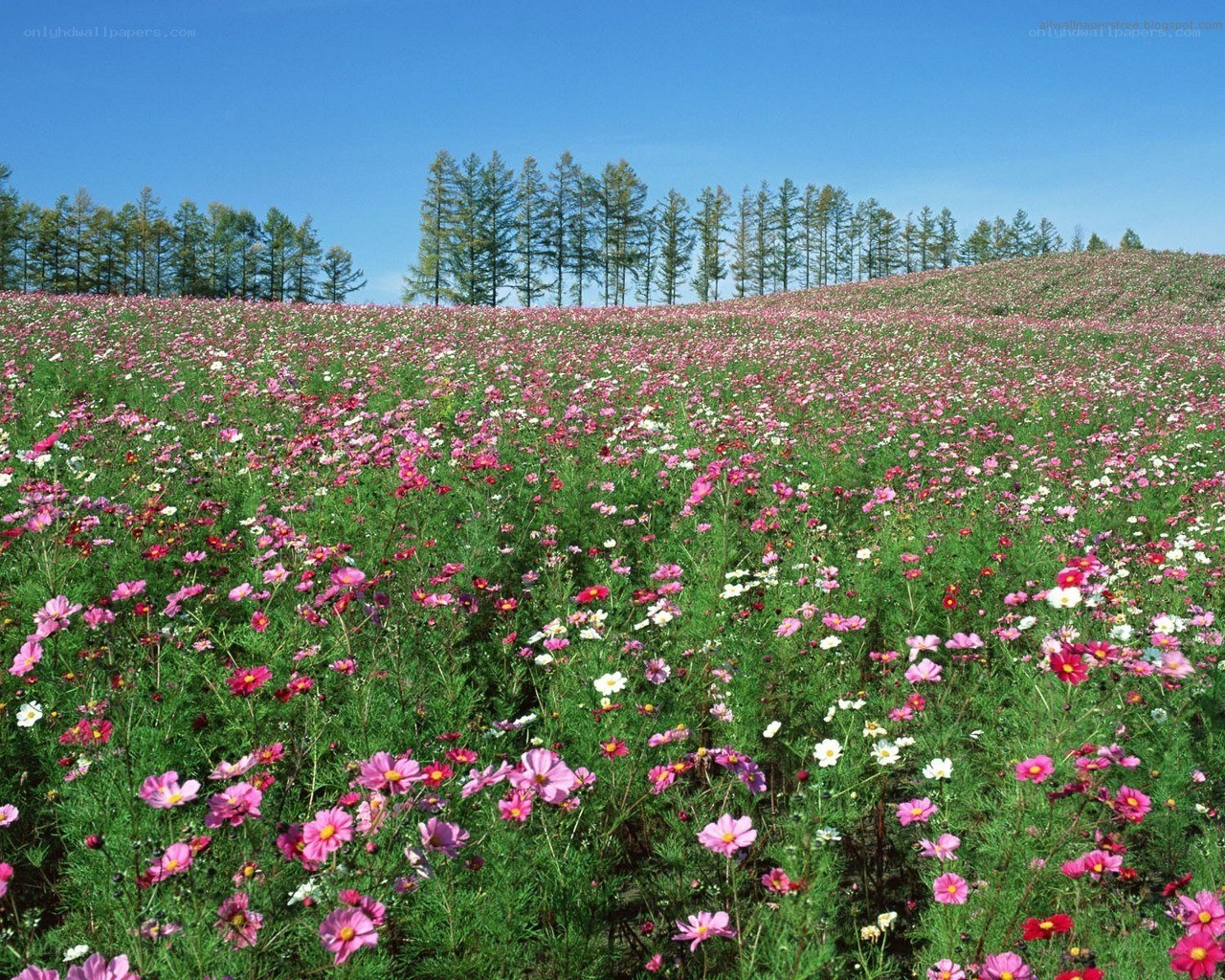 Flower field under blue sky