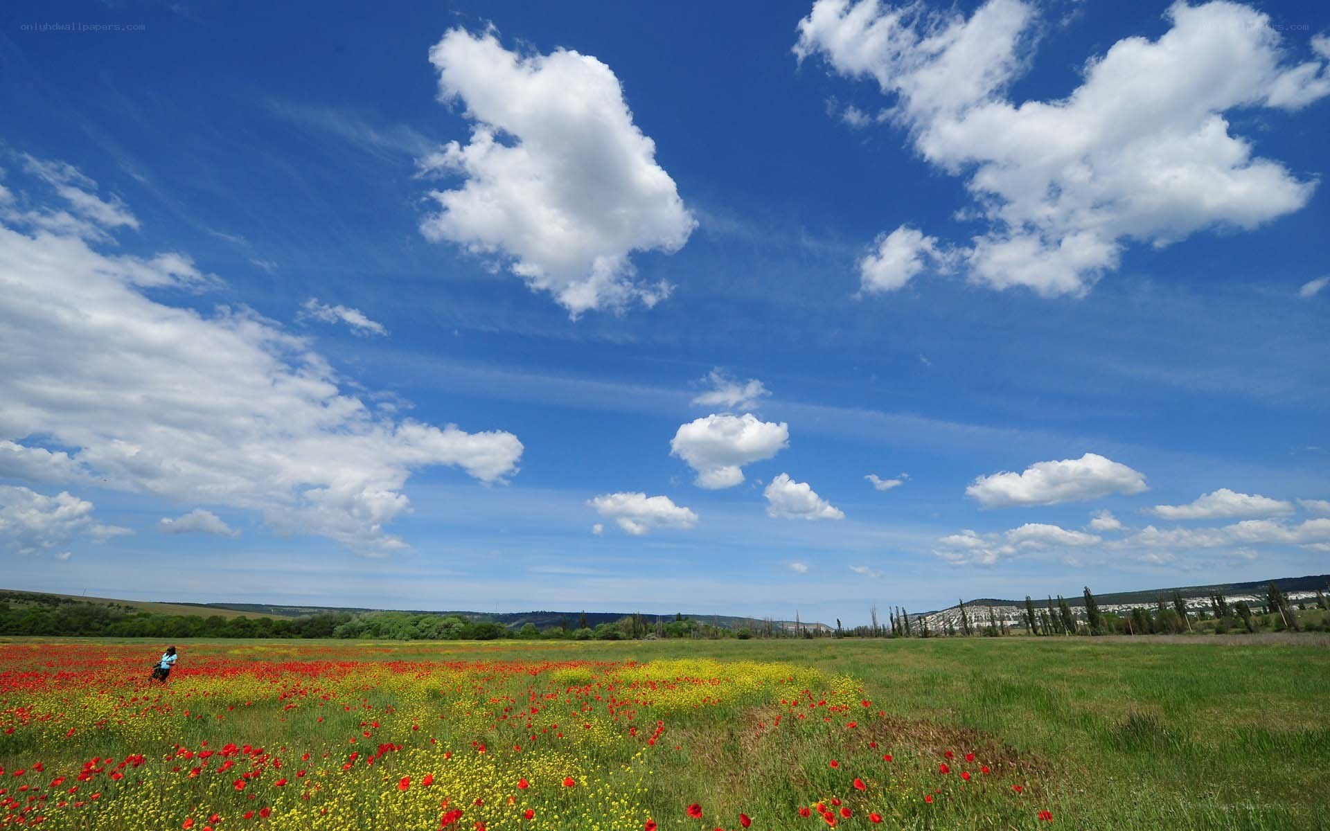 Flower field under blue sky