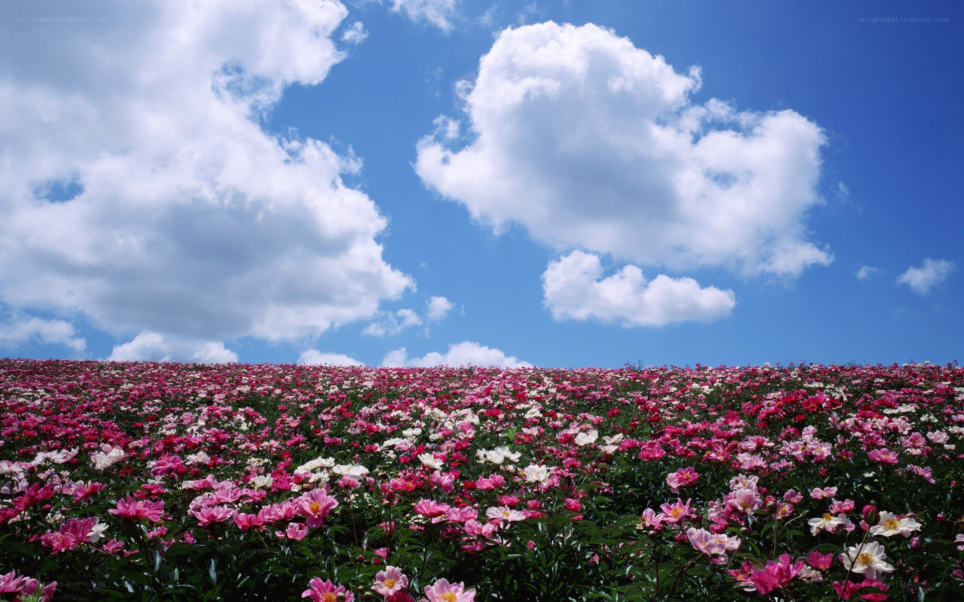 Flower field under blue sky