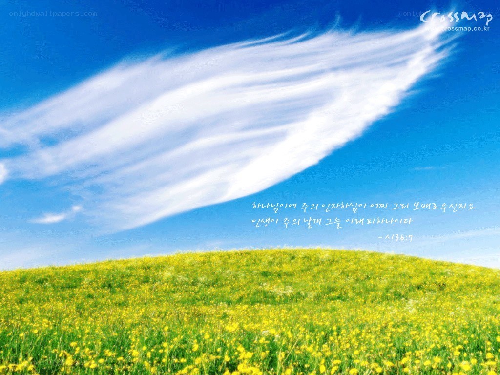 Flower field under blue sky