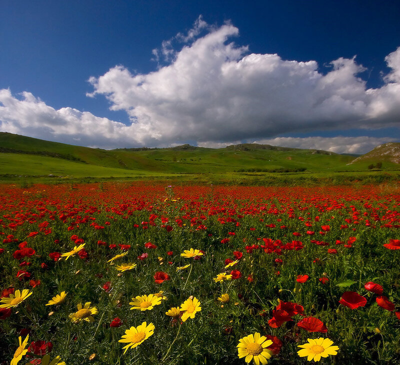 Flower field under blue sky
